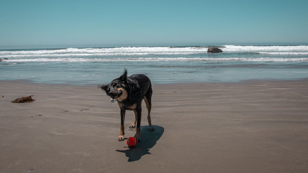 Ni el sol ni el calor podrán con tu perro: claves para evitar quemaduras innecesarias