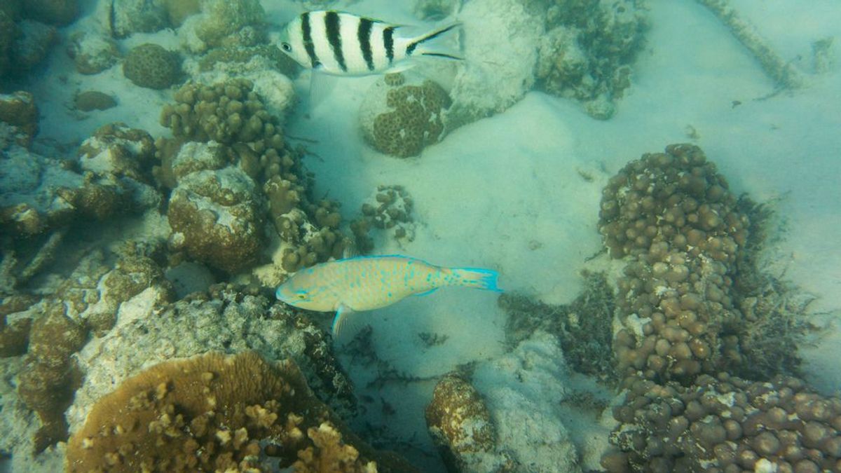 Los huracanes lo arrasan todo, también bajo el mar: cómo lo resiste un arrecife de coral