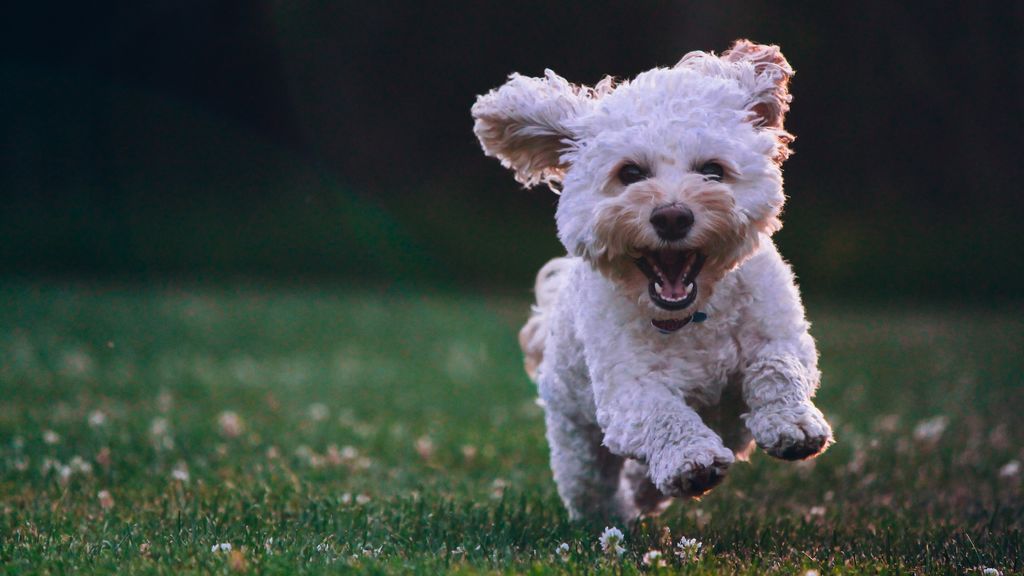 Adoptar una mascota, o cómo luchar contra el abandono animal y salir ganando