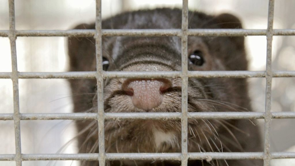 Fin a la cría de visones en Países Bajos por los brotes de COVID19 Fin a la cría de visones en Países Bajos por los brotes de COVID19