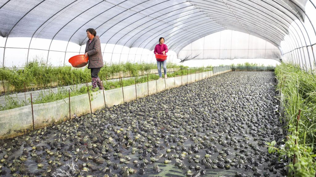 China apremia a sus gobiernos regionales para hacer permanente la prohibición de consumir animales salvajes China apremia a sus gobiernos regionales para hacer permanente la prohibición de consumir animales salvajes