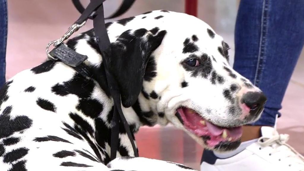 Dale un nuevo hogar a Golfo