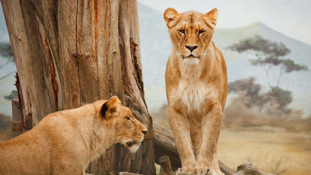 Dos leonas matan a un conocido conservacionista en Sudáfrica: su mujer observó impotente el suceso Dos leonas matan a un conocido conservacionista en Sudáfrica: su mujer observó impotente el suceso