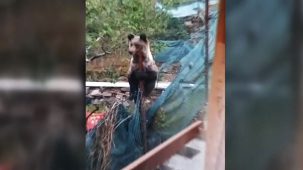 El susto de un vecino de León tras abrir la ventana y encontrarse con un oso pardo en su jardín