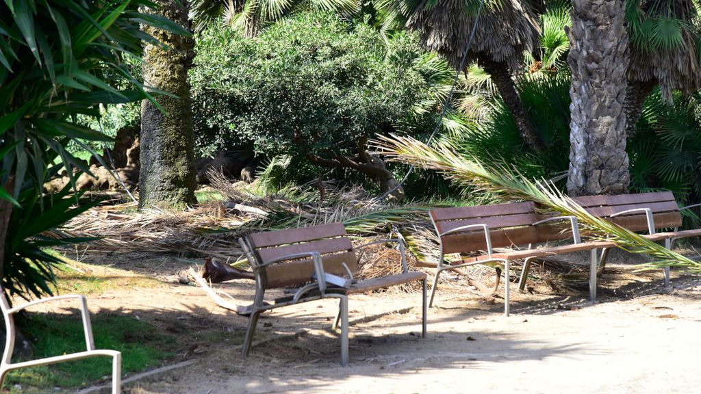 La família del hombre fallecido por la caída de una palmera en Barcelona: "El Ayuntamiento lo intenta maquillar" La família del hombre fallecido por la caída de una palmera en Barcelona: "El Ayuntamiento lo intenta maquillar"
