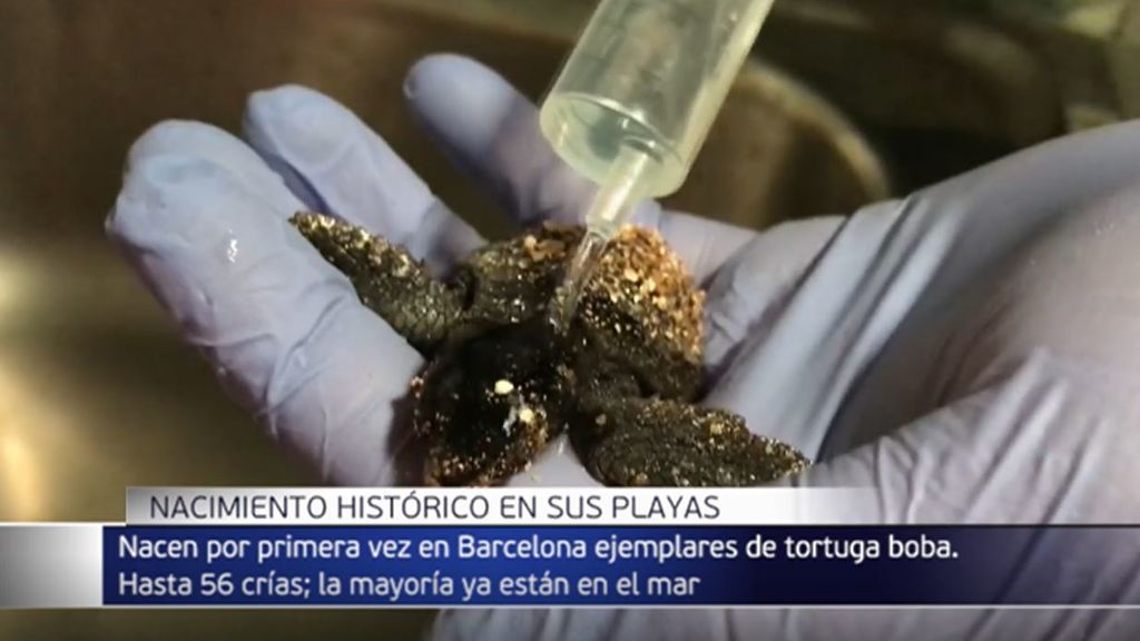 Nacen 10 crías más de tortuga boba en una playa de Barcelona y finaliza la eclosión del nido