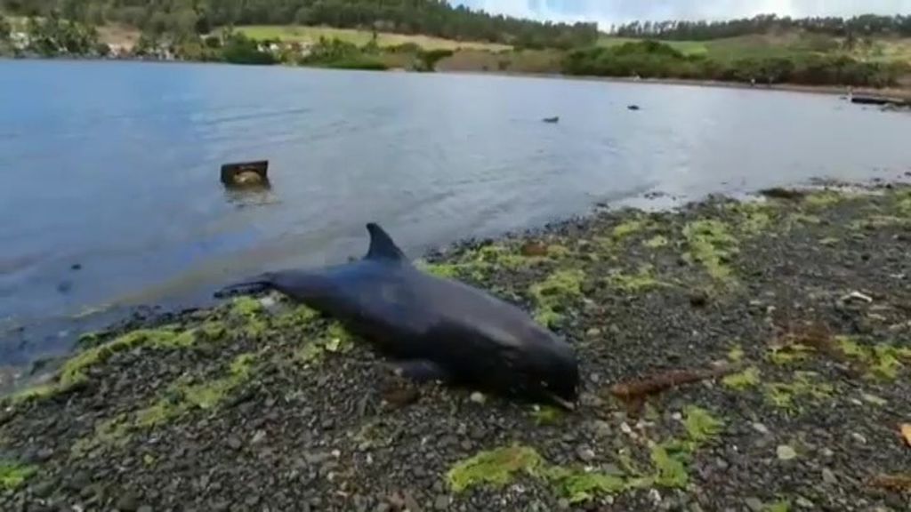 Al menos 40 delfines muertos en Mauricio por el vertido de petróleo