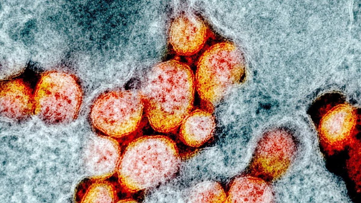 El coronavirus podría inflamar los testículos de los hombre y perjudicar su capacidad de tener hijos