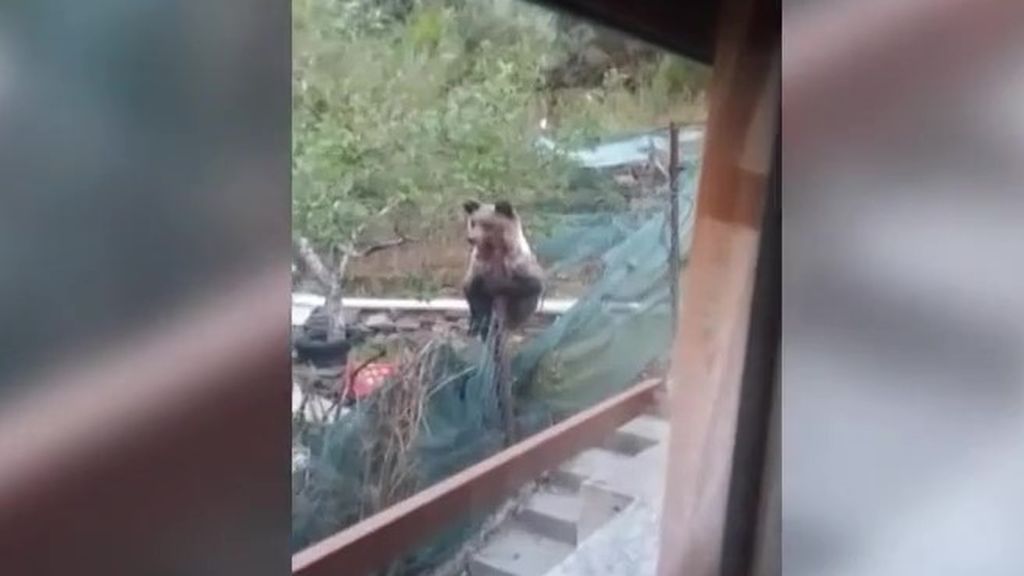 Un oso pardo se acerca a la puerta de una casa en León