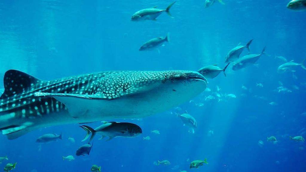 whale-shark-shark-aquarium-water-jaws-swimming