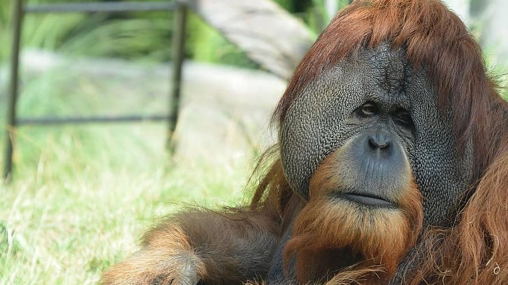 wildlife-animal-ape-primate-mammal-orangutan-borneo-sumatra-rainforest