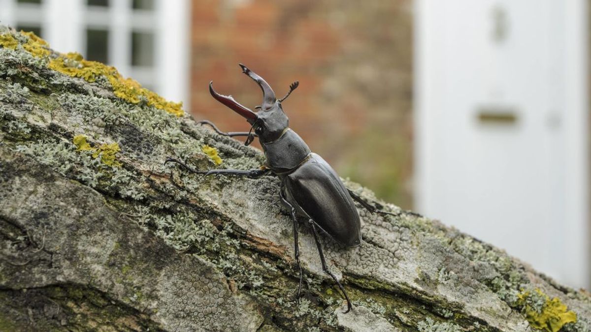 Ciervo volante, el escarabajo más grande y más esencial de Europa: qué pasará si desaparece