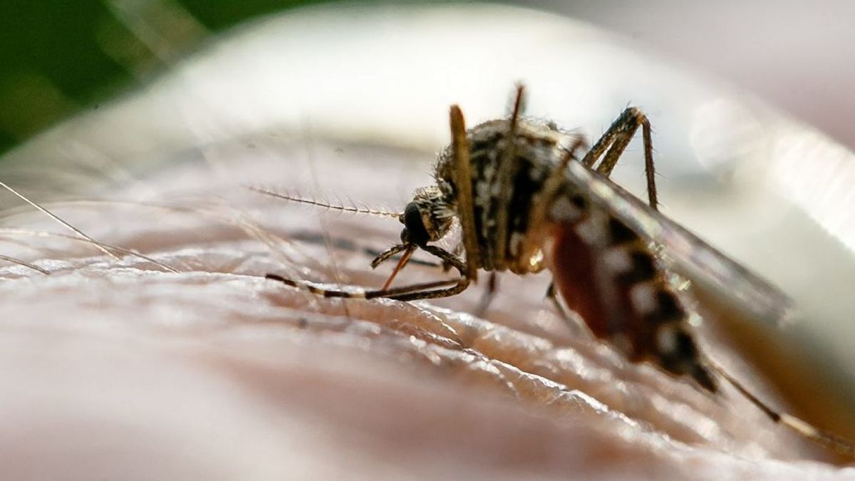 Algunos mosquitos están desarrollando resistencia a la última arma contra la malaria