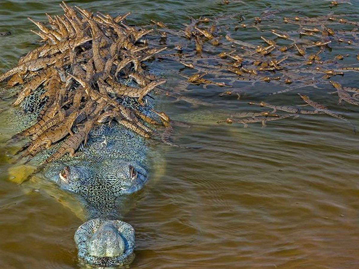 Imagen del año: las decenas de crías de un cocodrilo macho se aferran a su  espalda en India - NIUS