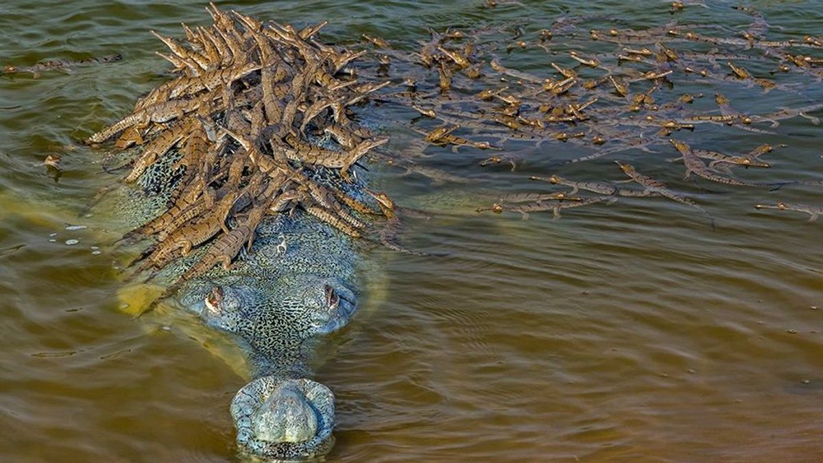 Imagen del año: las decenas de crías de un cocodrilo macho se aferran a su  espalda en India - NIUS