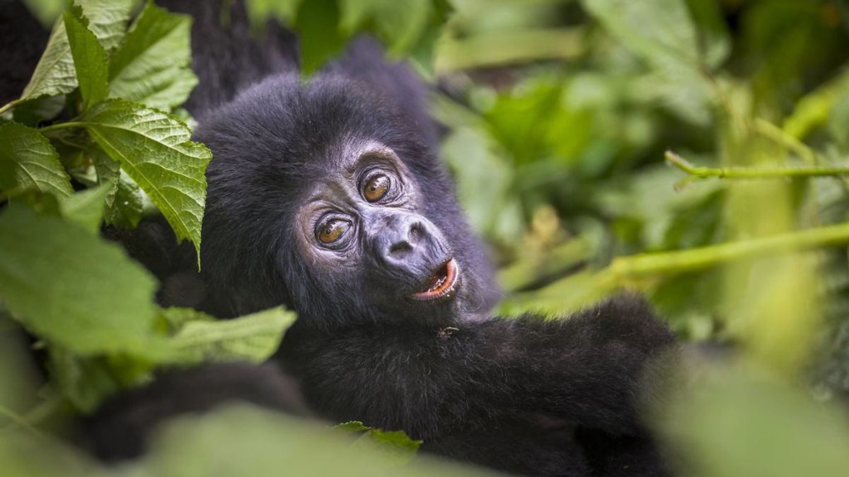 El gorila se recupera en Uganda: 'baby boom' en un parque nacional durante el verano