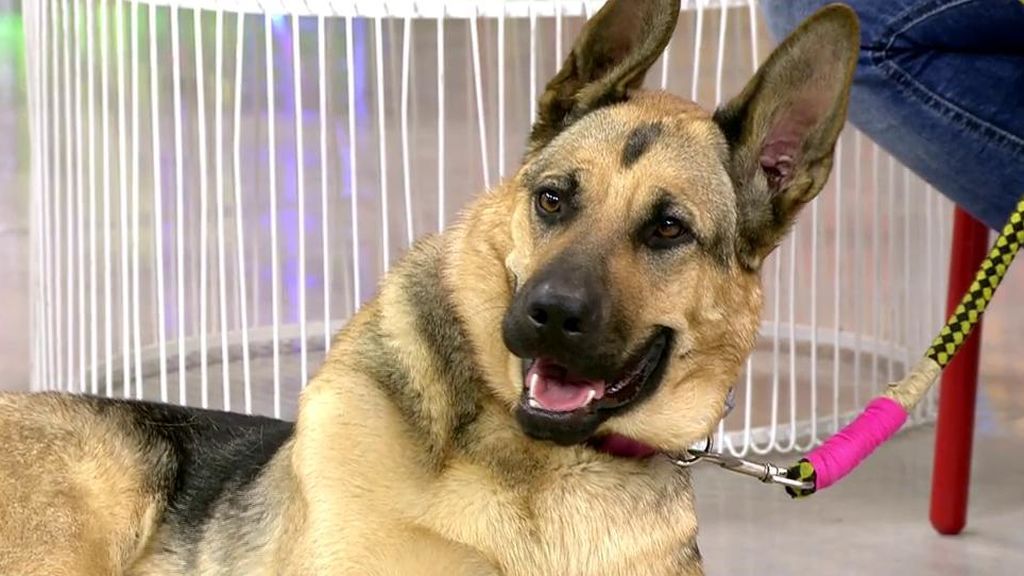 La preciosa y alegre Vida busca una segunda oportunidad