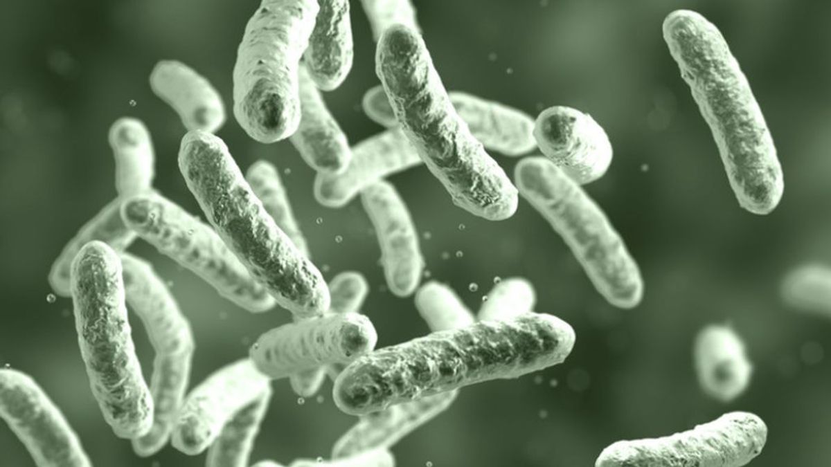 Una "bacteria asesina", el citrobacter, mata a cuatro bebés en Verona y contagia a 96 más