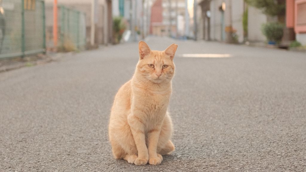 "Mi gato se ha perdido y no sé qué hacer": guía para no perder los nervios