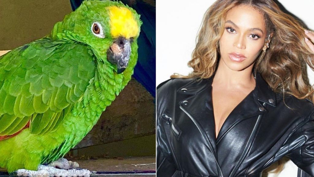 Un loro se convierte en la estrella de un parque al imitar a Beyoncé