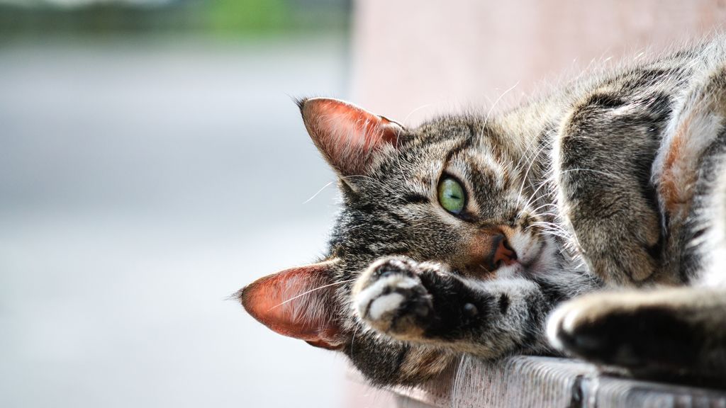 La vida secreta de los gatos: lo que hace tu felino mientras duermes