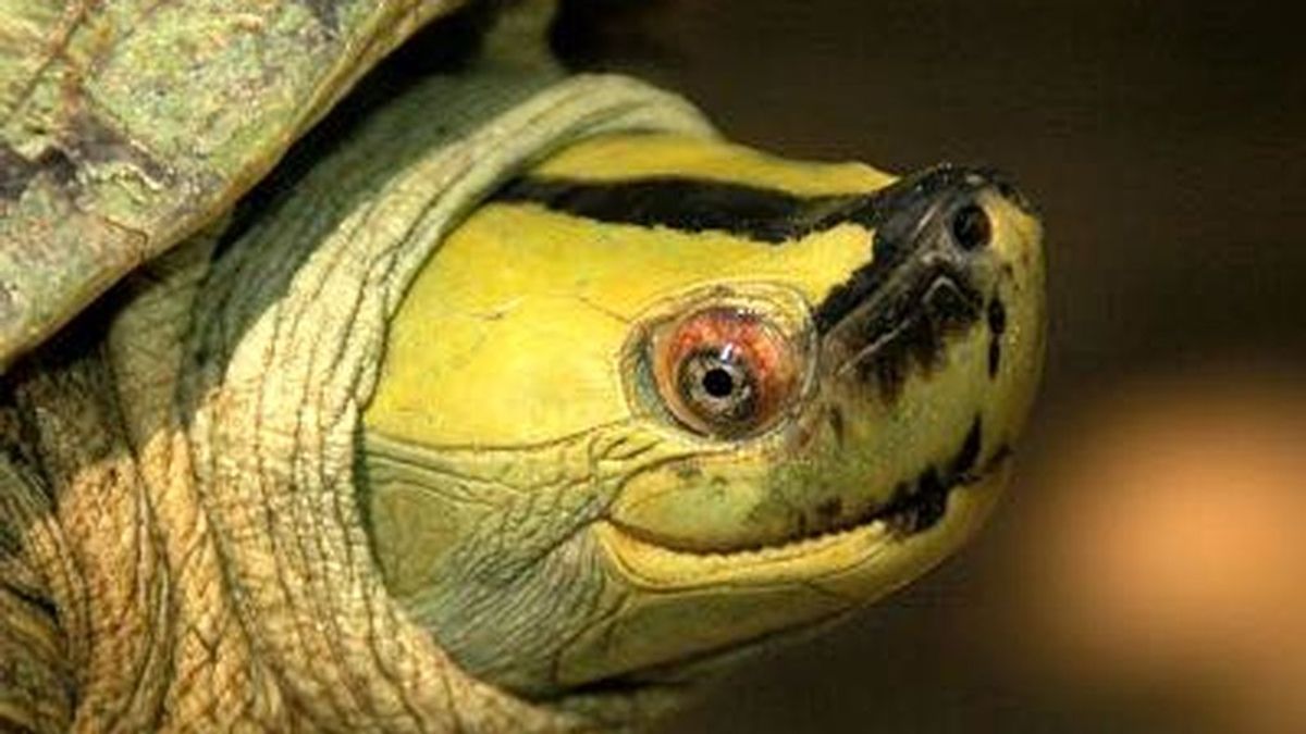 De la casi extinción a los mil ejemplares: consiguen salvar a la tortuga de la sonrisa permanente