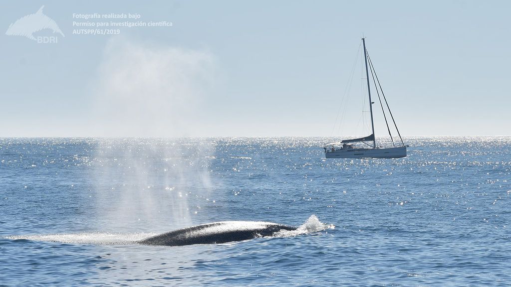 Avistamiento de ballenas en las Rías Baixas