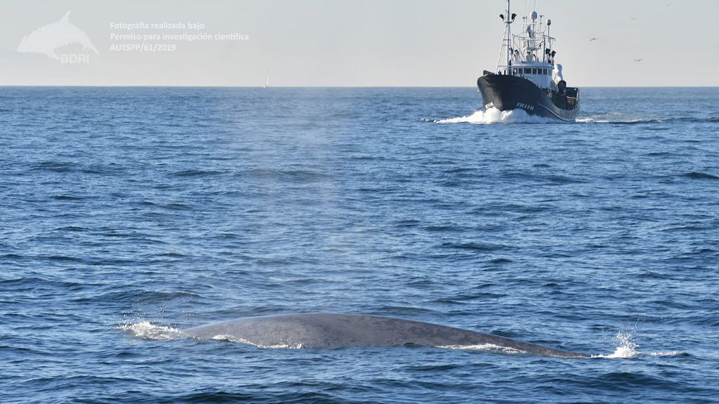 200904 ballena