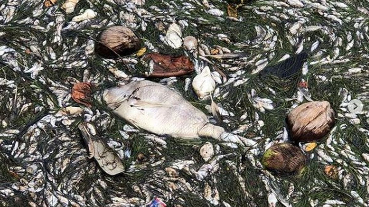 Muerte masiva de peces en Florida: los motivos por los que el agua ha dejado de ser segura