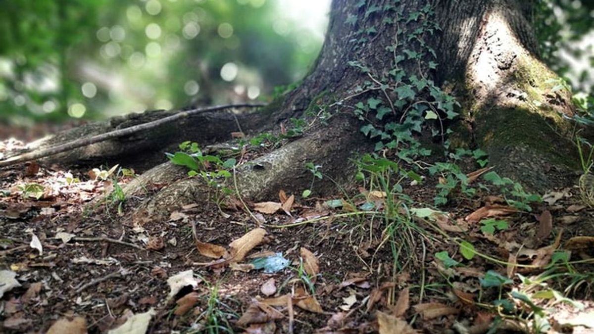 La policía se fijará más en las plantas a partir de ahora: cómo pueden ayudar a encontrar cadáveres