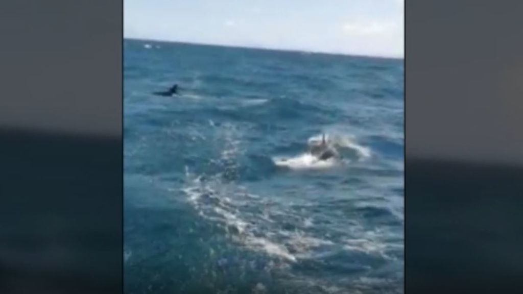 Las orcas ponen en alerta las Rías Baixas: compiten contra los barcos para nadar más deprisa