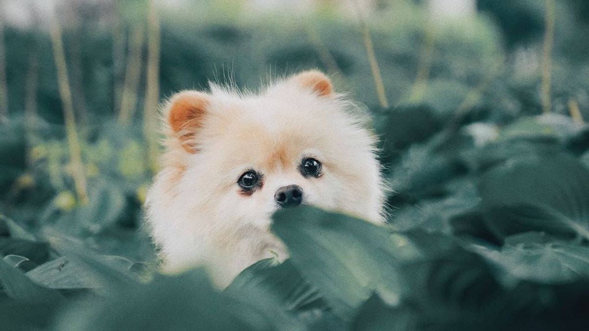 Paciencia y poco agua: claves para bañar a un cachorro por primera vez