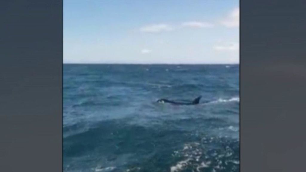 Un grupo de orcas arrancan de cuajo el timón de un barco que navegaba en aguas de Galicia