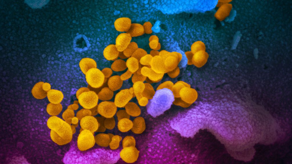 coronavirus coronavirus