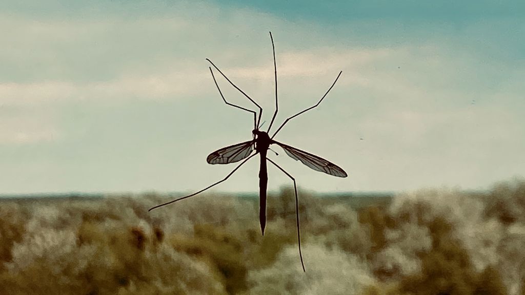 Gin tonic para acabar con la malaria. Te contamos el origen sanador de esta bebida