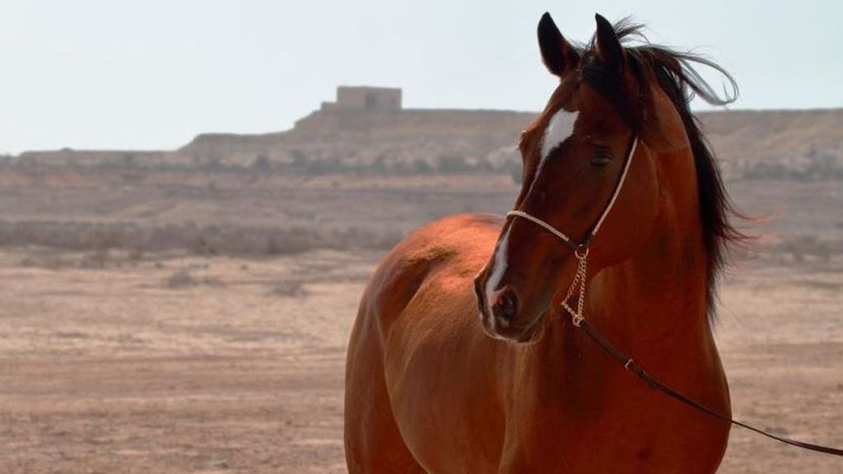 Una imagen de archivo de un caballo Una imagen de archivo de un caballo