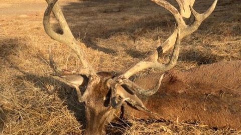 Los Cazadores Del Venado De 25 Puntas Estamos Orgullosos Y No Nos Tenemos Que Justificar Por Nada
