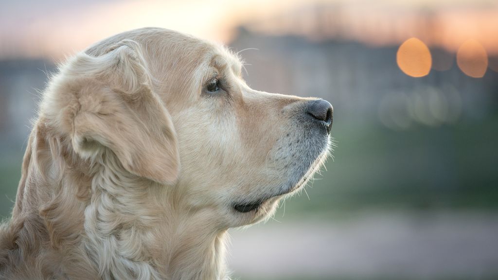 Perro con pelazo, pelo sano: estos alimentos devolverán el brillo a su melena