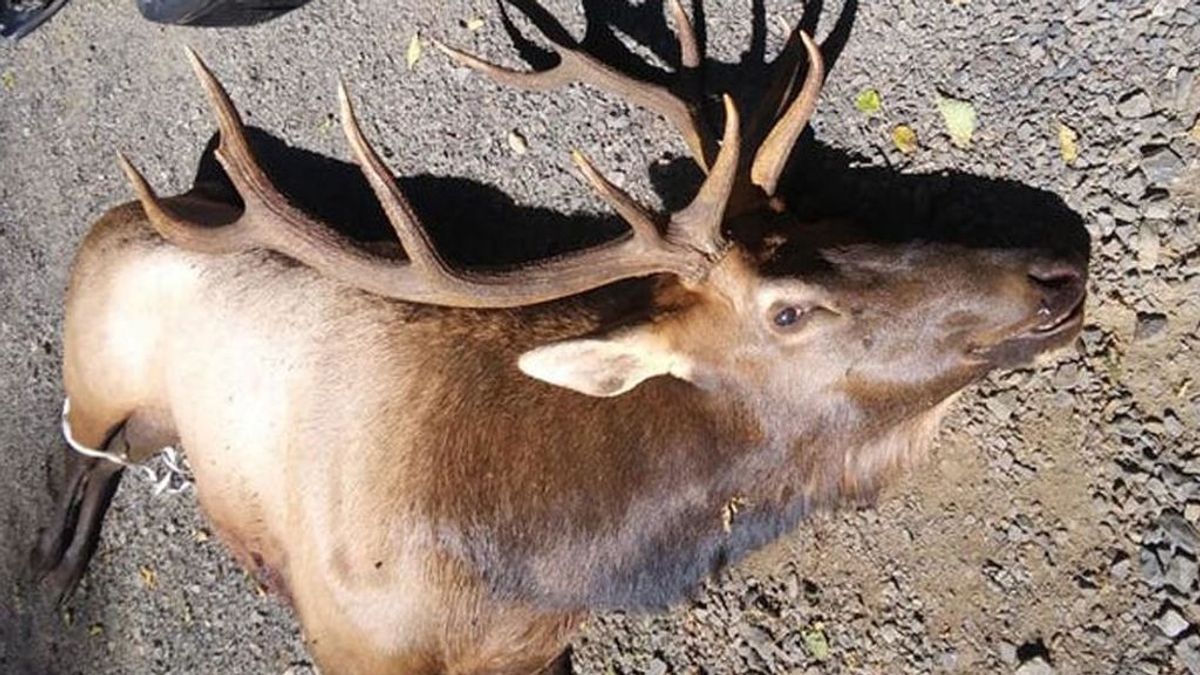 Un ciervo herido se venga del cazador que le disparó una flecha matándole de una cornada