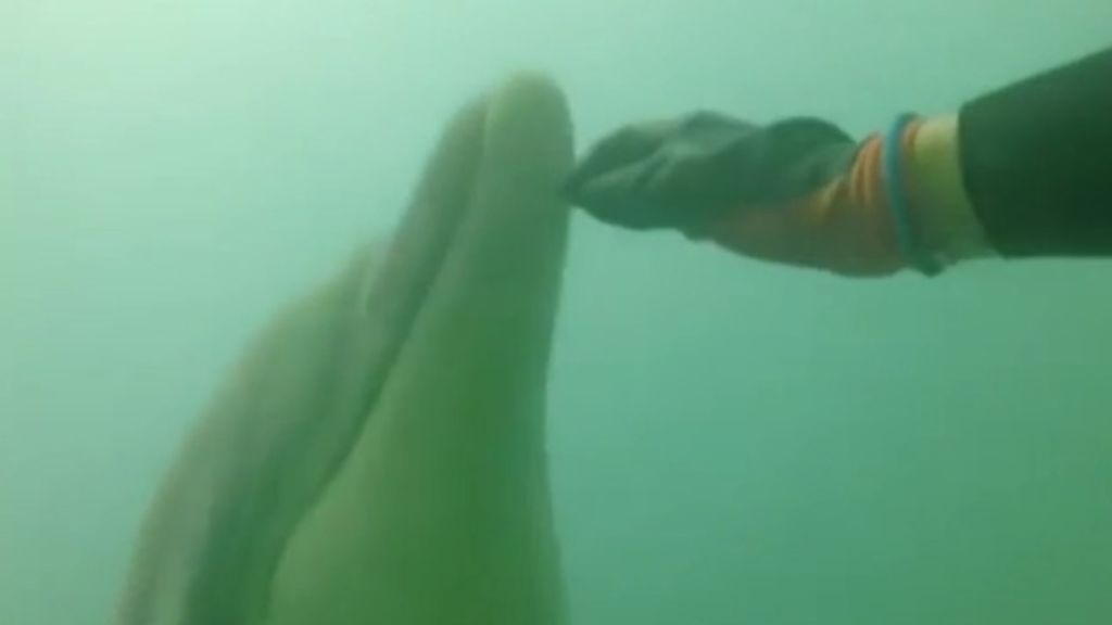 El amor entre Roger y su delfín, Manoliño, un cuento a la gallega