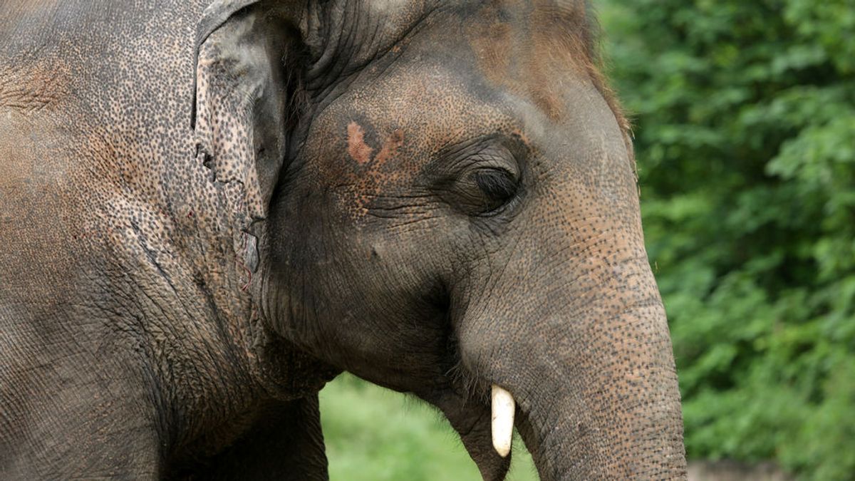 El elefante más solitario del mundo será liberado tras 35 años en un zoo de Pakistán