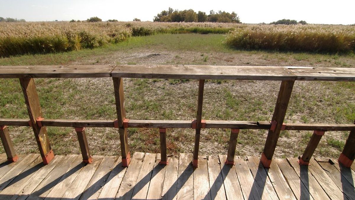 Adiós al humedal del Daimiel: la sequía 'crónica' que lo está secando del todo Adiós al humedal del Daimiel: la sequía 'crónica' que lo está secando del todo
