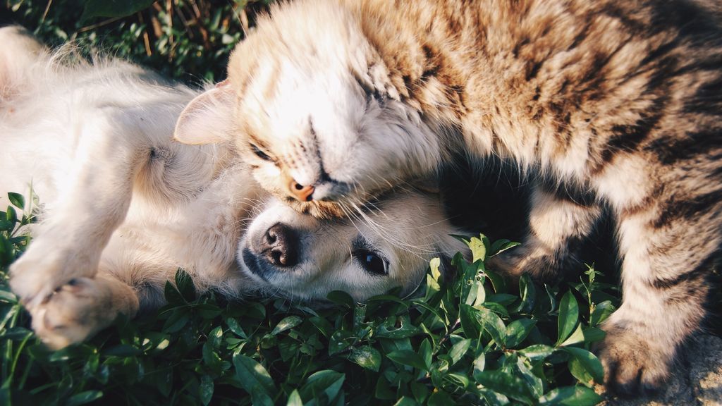 Lo que cuesta una mascota: lo más caro el veterinario, los beneficios para la salud incontables Lo que cuesta una mascota: lo más caro el veterinario, los beneficios para la salud incontables