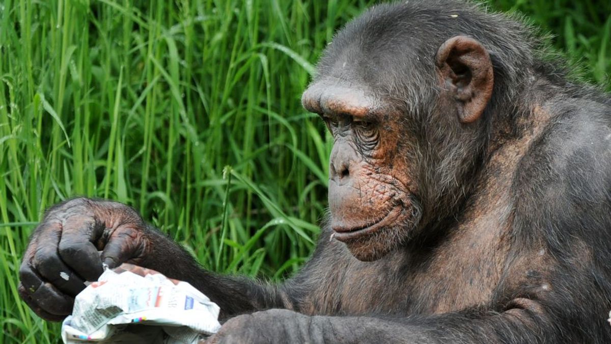 Humanos y chimpancés: en qué momento de la evolución dejamos de ser iguales