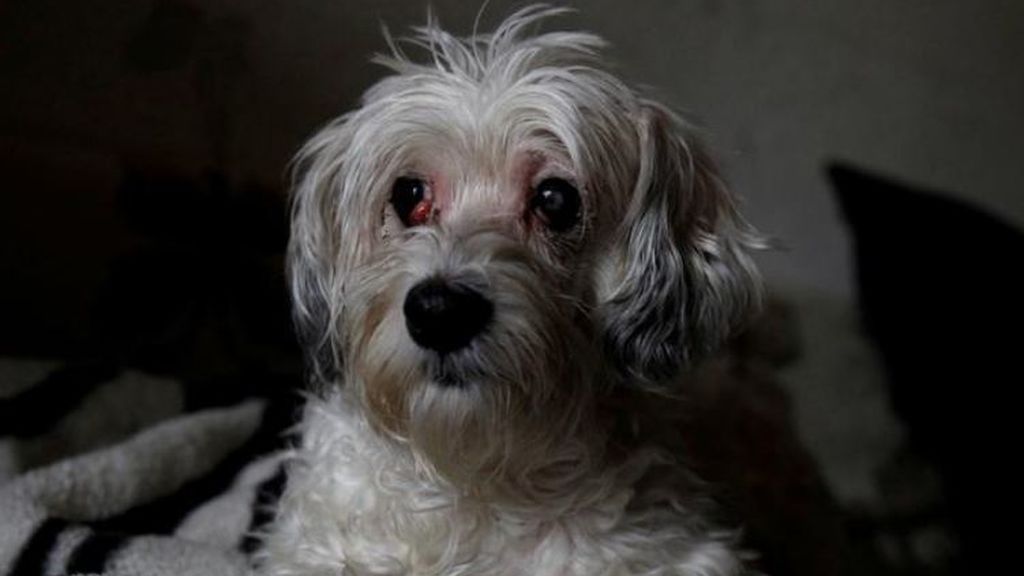 El brutal maltraTo contra un perro en Sevilla: "Que no te cagas más en ningún lado" El brutal maltraTo contra un perro en Sevilla: "Que no te cagas más en ningún lado"