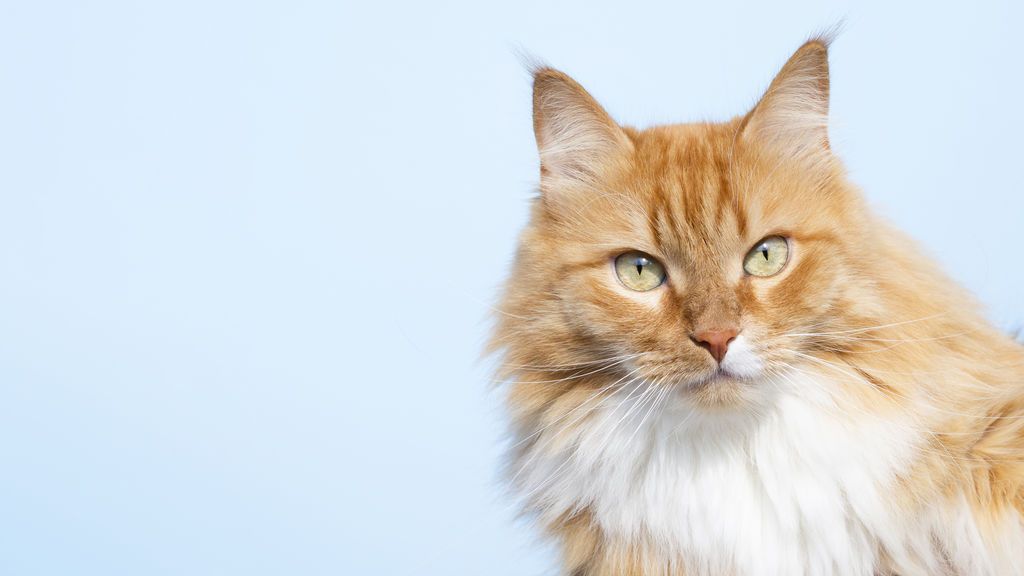 Curiosidades De Los Gatos Naranjas Yasss 5000