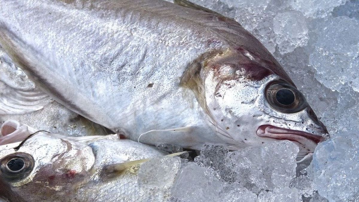 Claves para comprar pescado fresco: el color de la agalla y otros consejos