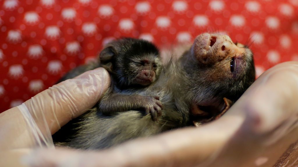 Peligro: Dos de cada tres animales salvajes han desaparecido en los últimos 50 años Peligro: Dos de cada tres animales salvajes han desaparecido en los últimos 50 años