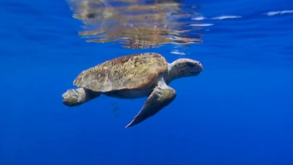 Decenas de voluntarios protegen día y noche los huevos de tortugas bobas, a punto de eclosionar, en Marbella