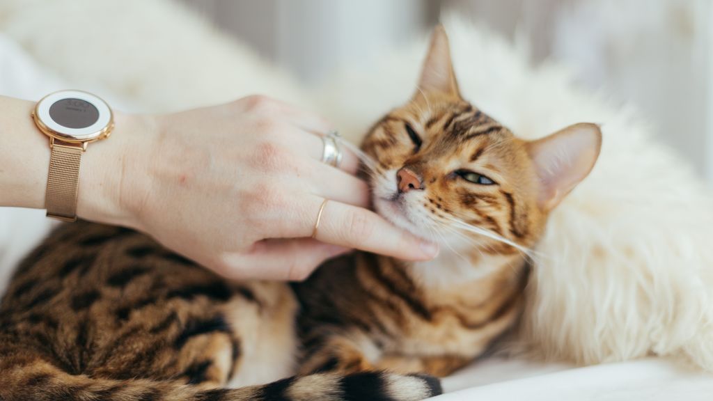 Hay cinco tipos diferentes de personas que viven con gatos, según un estudio